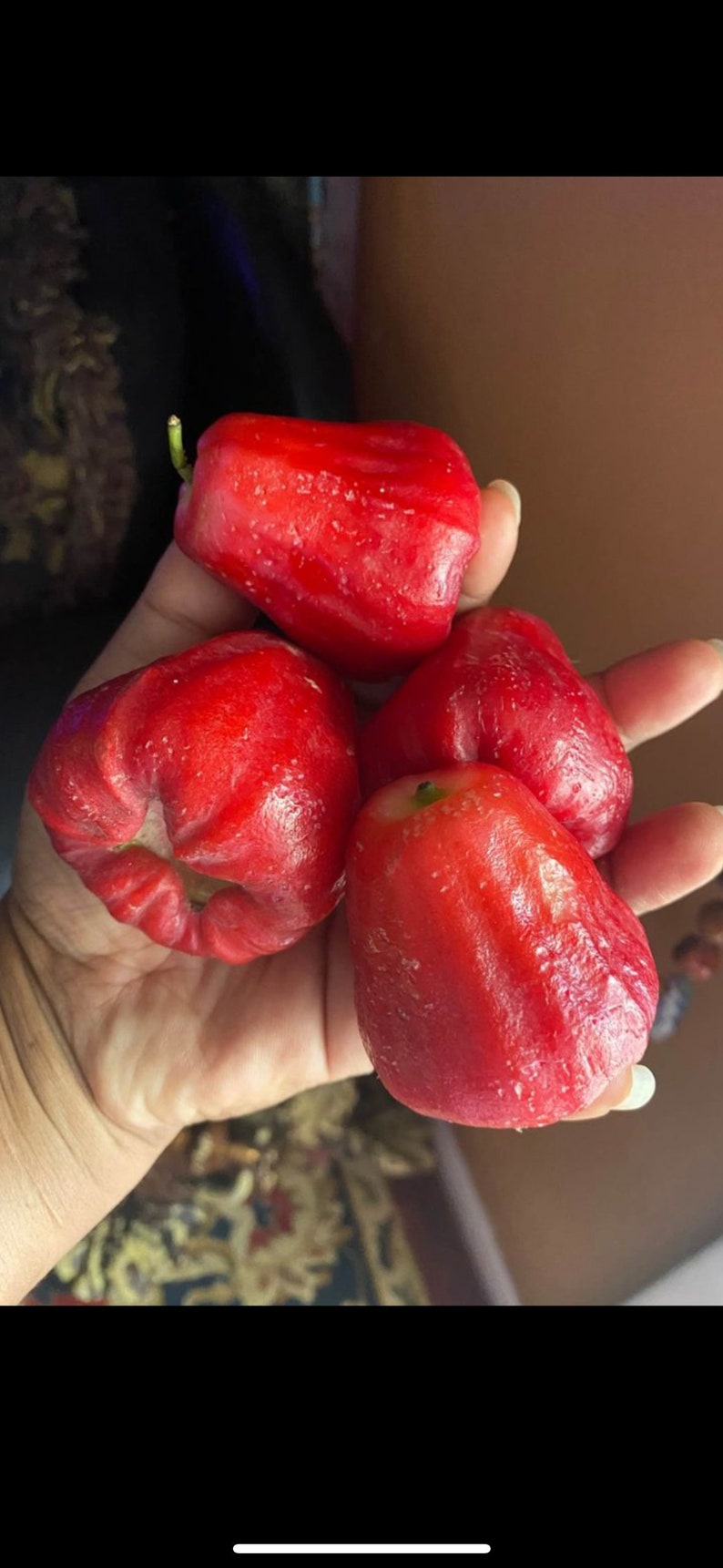Thai Wax Jambu Plant Etsy