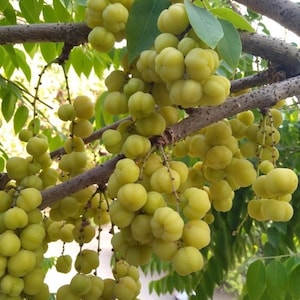 Airlayered star gooseberry plant