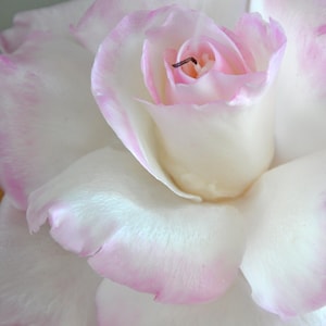 Rose Candle - luxurious gift with a Rose scent