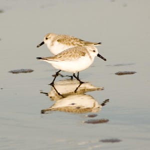 Puede incluir: Dos correlimos, uno marrón y blanco y otro blanco con marcas marrones, se paran en una playa de arena con sus reflejos en el agua.