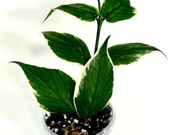 Hoya polyneura outer-variegated (albomarginata)