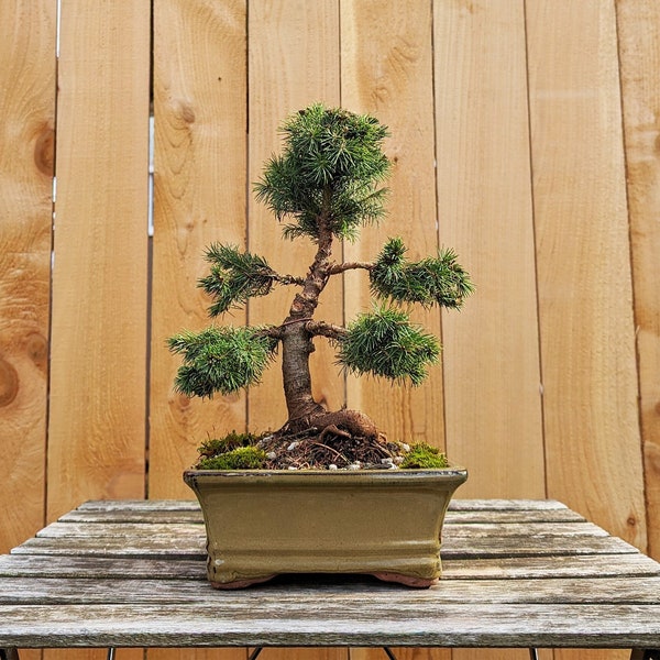Alberta Spruce Bonsai Tree in Ceramic Pot #3