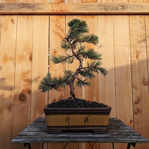 May include: A bonsai tree with green needles and brown branches in a brown ceramic pot with the Japanese characters "川" and "百" on the front. The tree is sitting on a wooden table in front of a wooden fence.