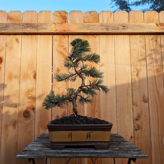 bambus winterhart hornbach Trachycarpus Fortunei | 270cm main image 0