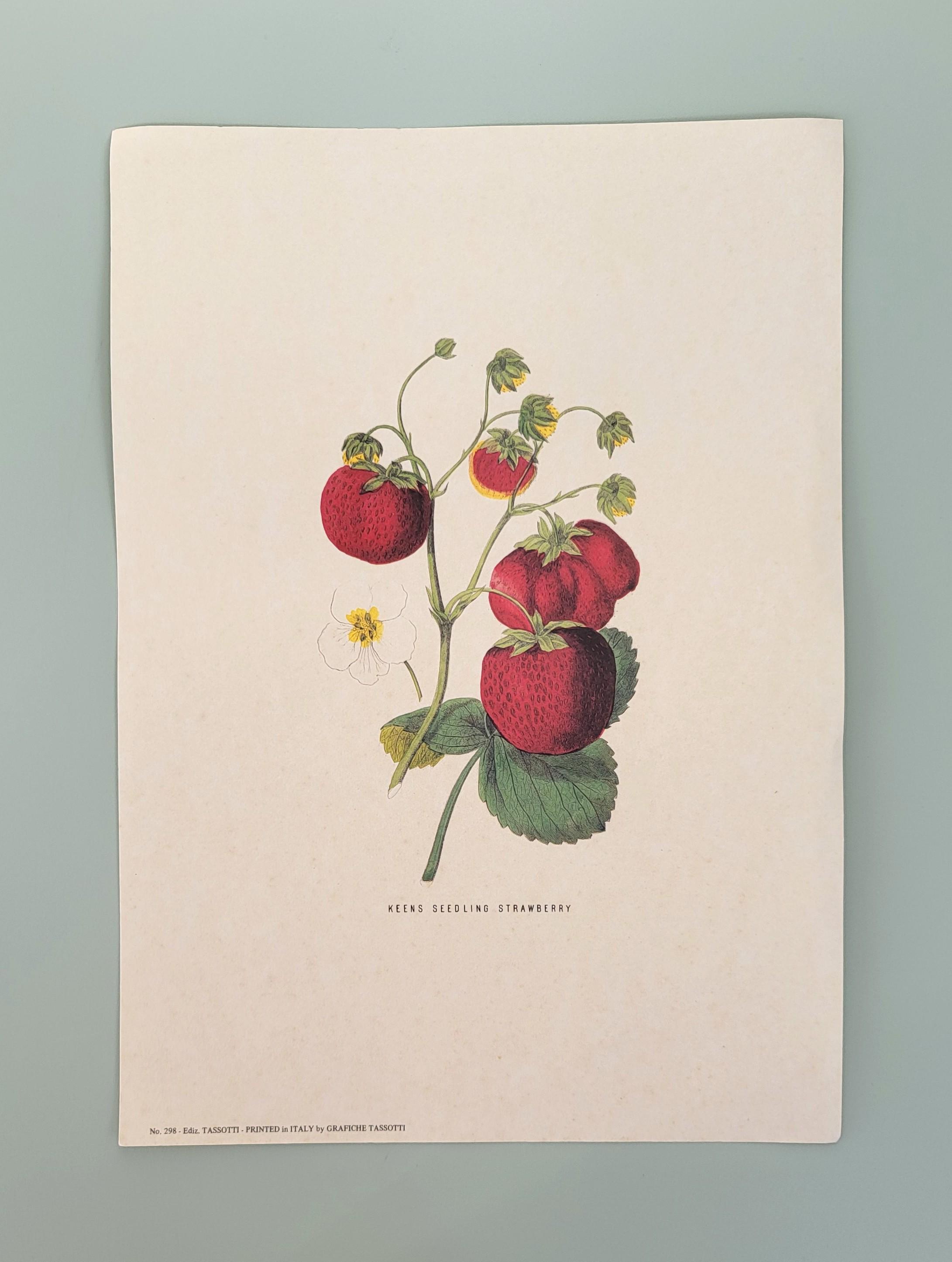 Grafiche tassotti - Etsy 日本