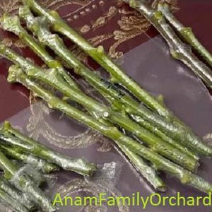 up to 30% discount-Mango scions for grafting 100+ varieties available