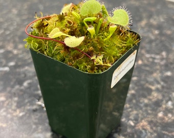 Drosera prolifera