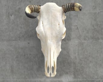 BIG HORNS 12, Authentic Real Bull Skull: Processed, Whitened, and Stunning Home Decor