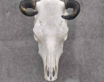 BIG HORNS 07/22/1, Authentic Real Bull Skull: Processed, Whitened, and Stunning Home Decor