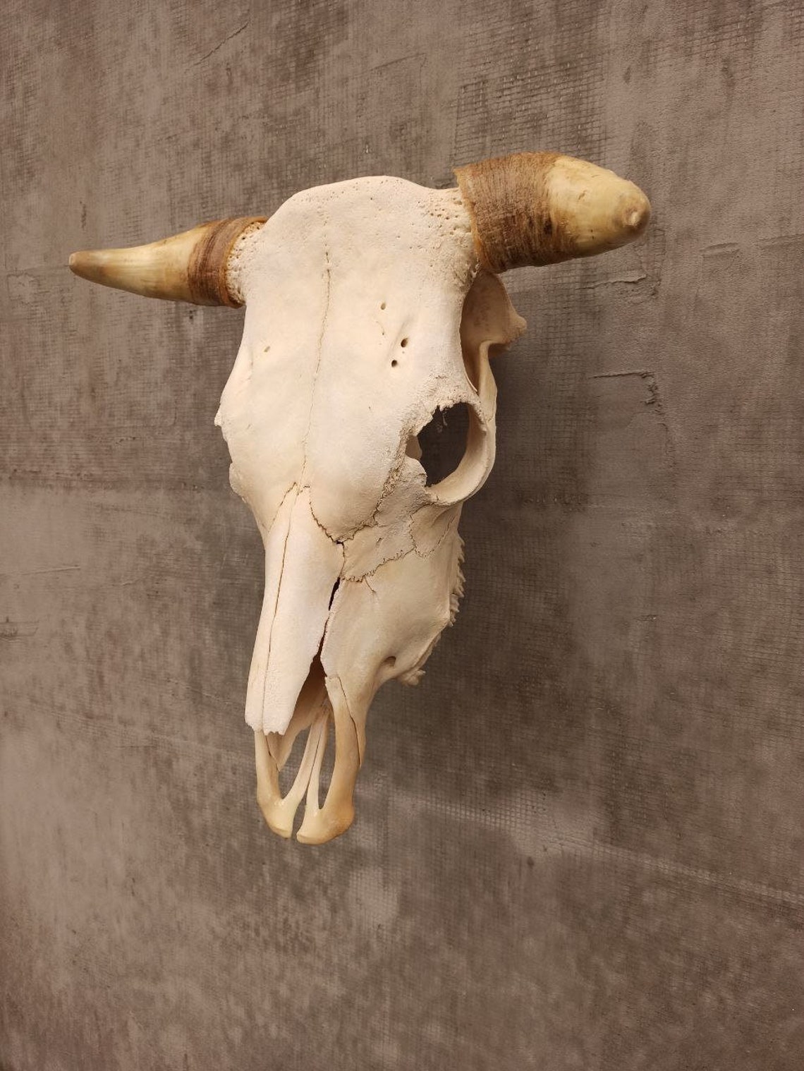 BIG HORNS 7, Authentic Real Bull Skull: Processed, Whitened, and ...