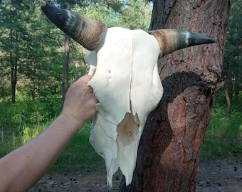 Real BIG HORNS 05.06/2, Authentic Real Bull Skull: Processed, Whitened, and Stunning Home Decor