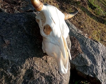 Real BIG HORNS Authentic Real Bull Skull: Processed, Whitened, and Stunning Home Decor