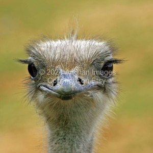 Ostrich digital download