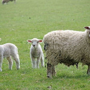 以下が含まれることがあります： 白い羊が草地のフィールドに立っており、2匹の白い子羊がいます。羊は厚い羊毛のコートを着ており、子羊は小さく、羊毛が短いです。
