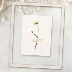 Op de afbeelding: Een witte geperste bloem in een wit frame op een witte achtergrond. De bloem is een enkele bloei met een lange stengel en een paar kleine knoppen.