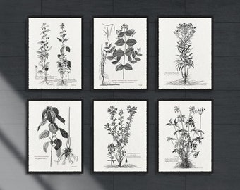 May include: Six black and white botanical illustrations framed in black frames are hung on a dark gray tiled wall. The illustrations feature different types of plants and flowers.