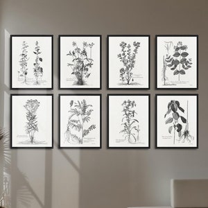 ensemble de 8 affiches botaniques vintage en noir et blanc, oeuvre d'art botanique vintage, décoration vintage de maison de ferme, impression d'art dessin illustration végétale