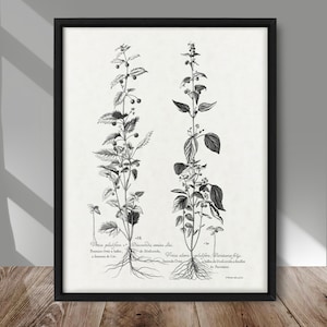 affiche botanique noir et blanc vintage, oeuvre d'art botanique vintage, décor vintage de maison de ferme, oeuvre d'art illustration plante noir et blanc