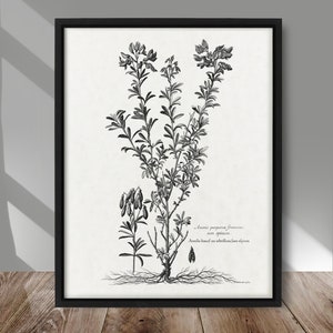 affiche botanique noir et blanc vintage, oeuvre d'art botanique vintage, décor vintage de ferme, illustration végétale oeuvre noir et blanc