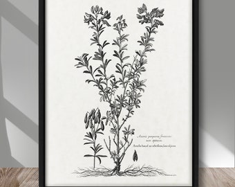 Vintage botanische zwart-wit poster, botanische vintage kunstwerken, boerderij vintage decor, plant illustratie zwart-wit artwork