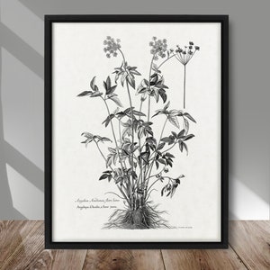 affiche botanique noir et blanc vintage, oeuvre d'art botanique vintage, décor vintage de maison de ferme, oeuvre d'art illustration plante noir et blanc