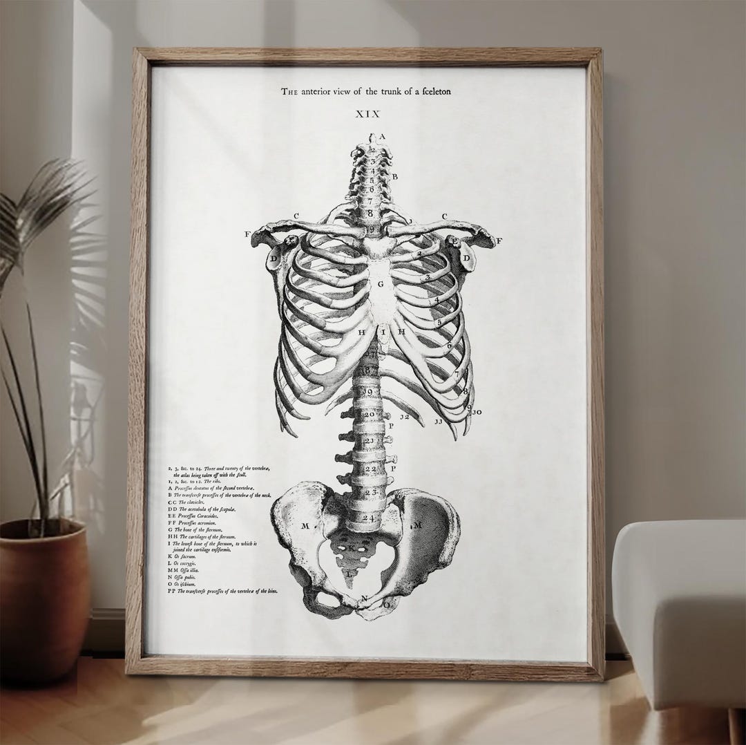 Vintage Anatomy Trunk Print, Bones of the Trunk Drawing Poster, Human ...