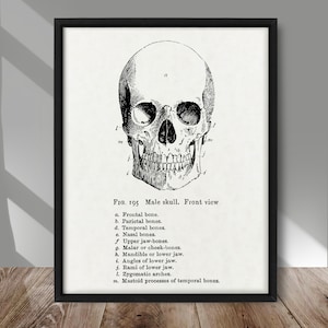 Anatomical Skull Front View poster, Human Skull detail chart print, Anatomy Skeletal system print, Medicine wall decor, Medical office decor