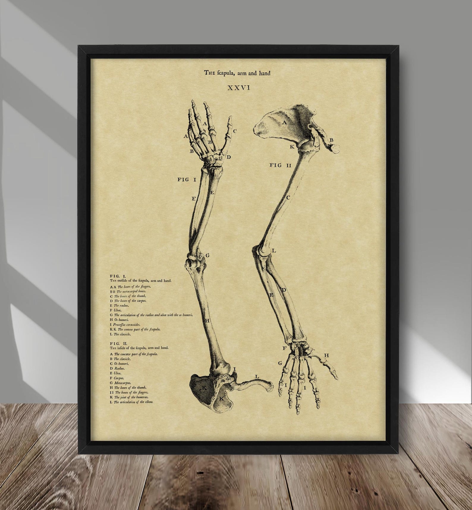 Vintage Anatomy Art Print, Arm and Hand Drawing Poster, Human Skeleton ...