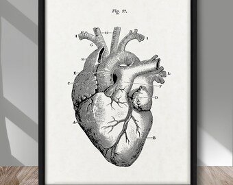 Heart anatomical engraving poster, Human Heart print, Human Heart drawing poster, Anatomy print, Cardiology decor, Medical office wall decor
