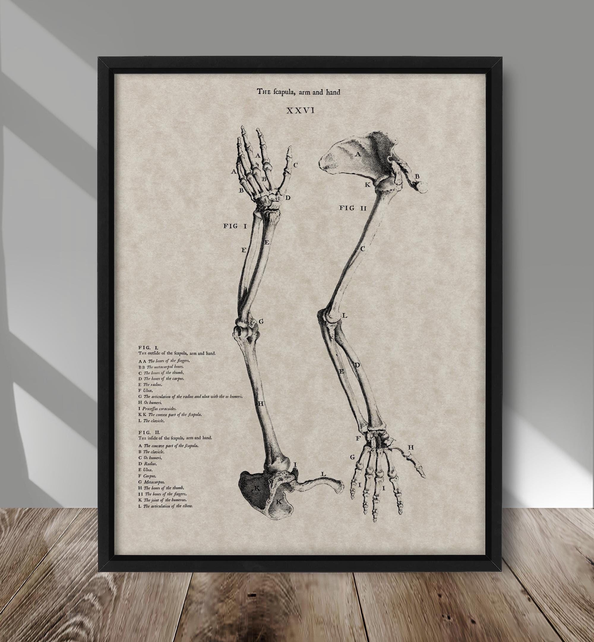 Vintage Anatomy Art Print, Arm and Hand Drawing Poster, Human Skeleton ...