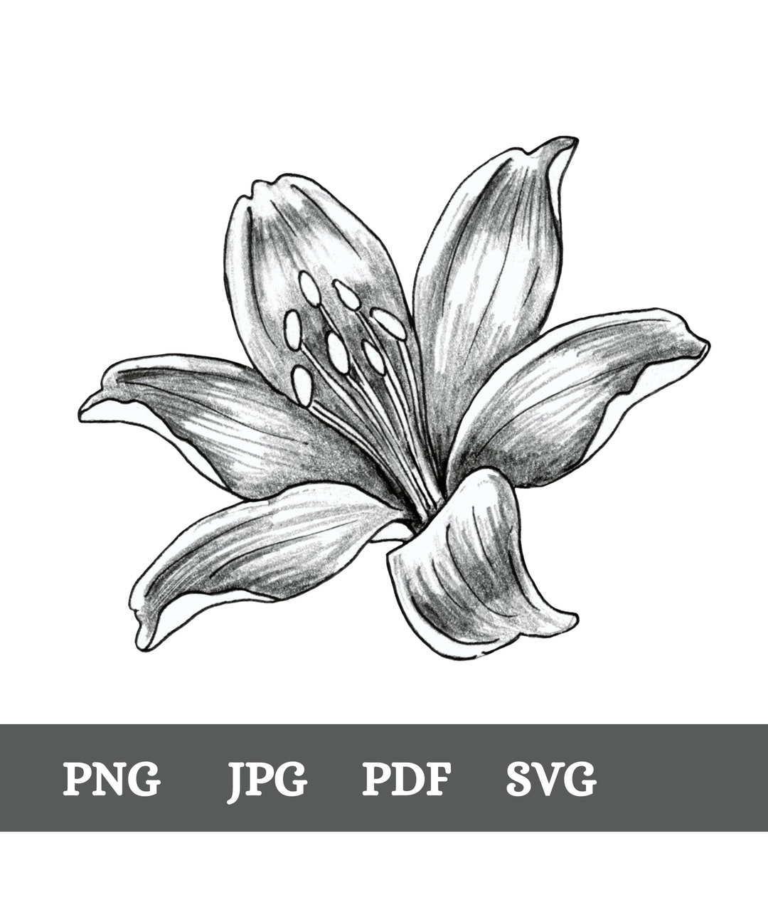 Printable Lilly Flower Art Print, Graphite Pencil Drawing Flower Wall