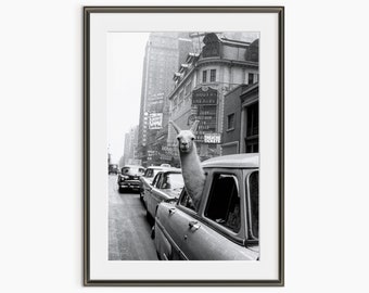Un lama à Times Square, Inge Morath, New York des années 1950, photographie analogique vintage, art mural noir et blanc, impression d'art photo de qualité musée