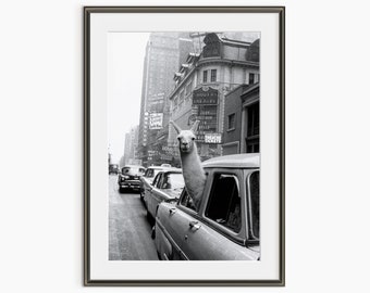 A Llama in Times Square, Inge Morath, New York 1950s, Vintage Analog Photography, Black and White Wall Art, Museum Quality Photo Art Print