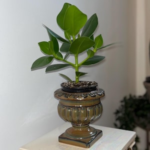 May include: A small green plant in a decorative brown and gold urn-shaped pot. The pot is on a white, ornate column with gold accents. The plant has several large, vibrant green leaves.