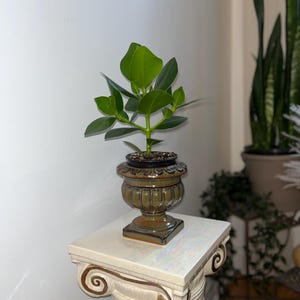 Pedestal Urn Planter – Baroque glossy Green plant Pot French Decor