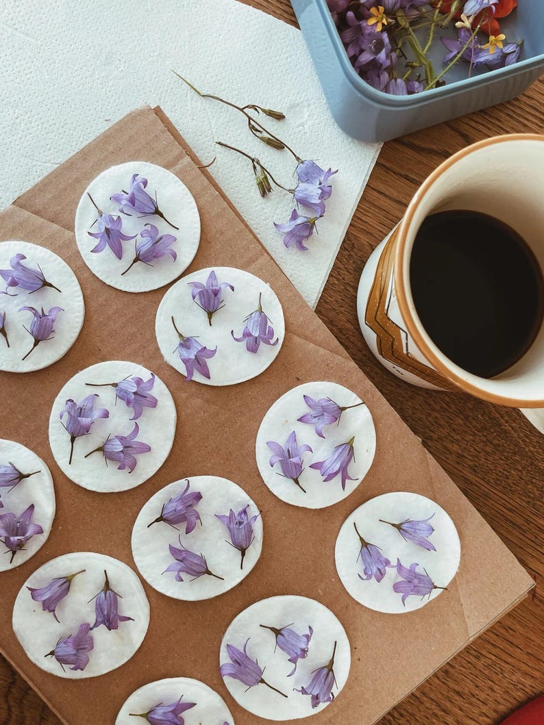 Petites fleurs violettes posées sur des disques de papier buvard, prêtes à être pressées pour « Printemps ! »