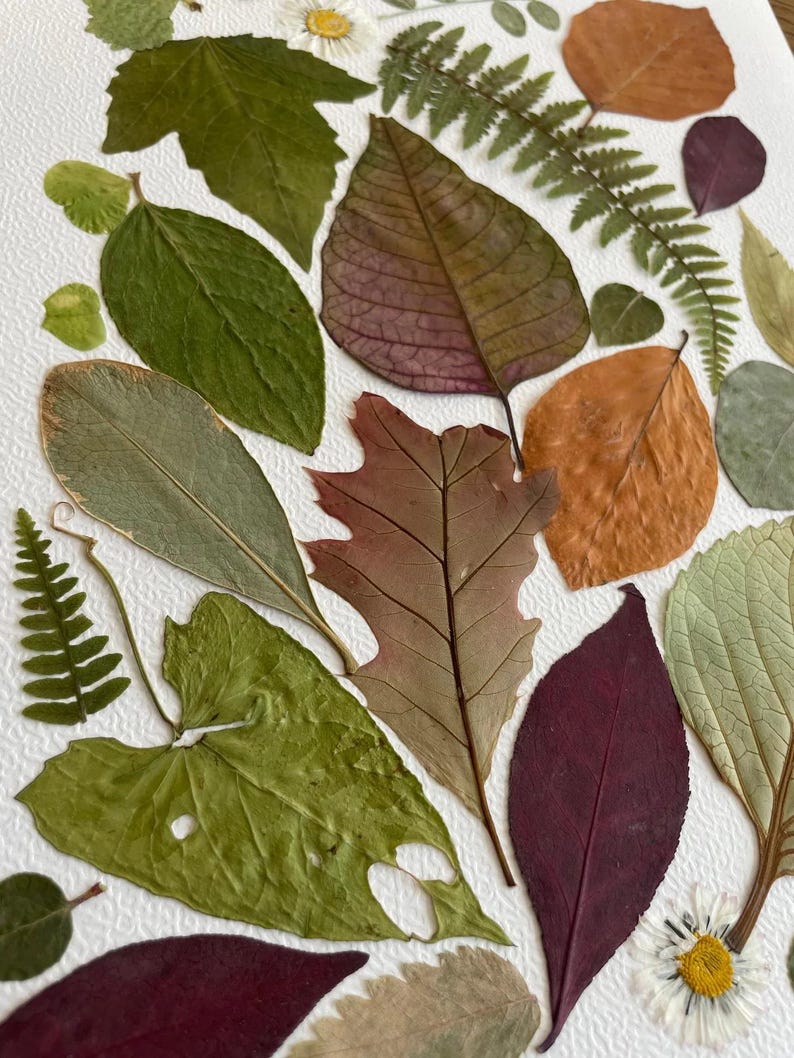 Détail des fleurs pressées de « Mil hojas »