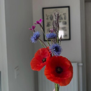 Une main tient un bouquet fraîchement cueilli de coquelicots et de bleuets, avant le pressage de « Printemps ! »