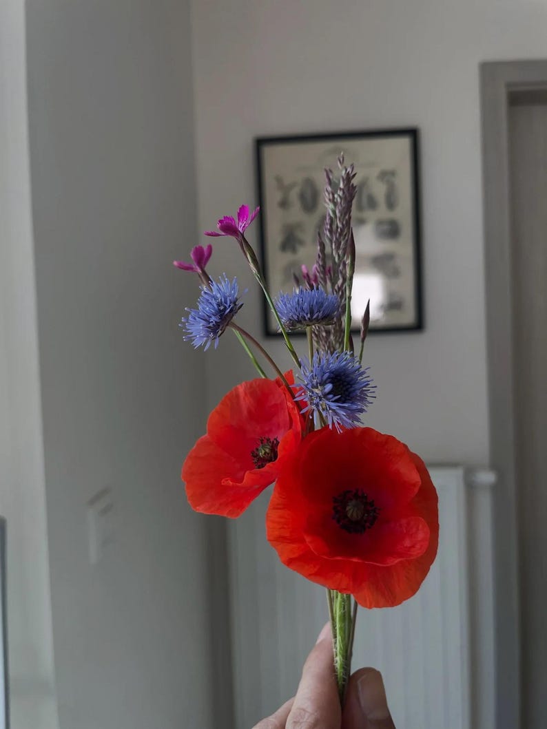 Une main tient un bouquet fraîchement cueilli de coquelicots et de bleuets, avant le pressage de « Printemps ! »