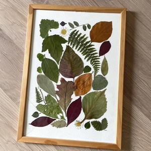 Feuilles pressées de plusieurs formes et tons verts et bruns, encadrées de bois