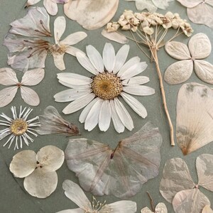 Détail des fleurs pressées de « Jardin en silence »