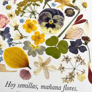 Détail des fleurs pressées de « Hoy semillas, mañana flores ! »