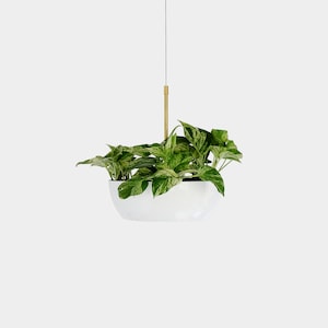 May include: White hanging planter with a brass hook and a green plant with variegated leaves.