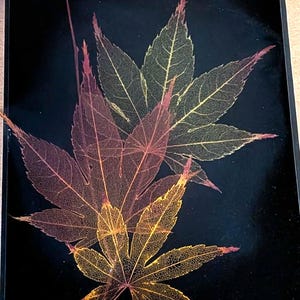 Japanische Ahornblätter Schattenbox Kunst, 8,5 x 6,5 Zoll, signiert und nummeriert