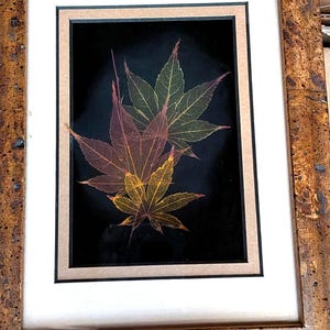 May include: Framed artwork featuring translucent maple leaves in shades of red, yellow, and green against a black background. The leaves are layered, creating a sense of depth. The artwork is framed in a gold-toned, ornate frame with a white mat.