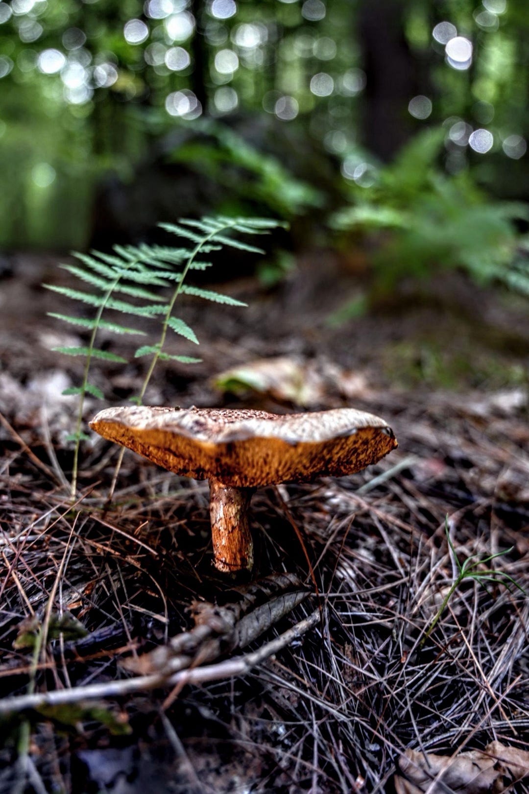 Forest Floor Mushroom Photo Prints, 8x10” Mounted - Choice of #1 or #2 ...