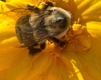 Bee Photo Prints, 5x7 mounted - Choice of #1 or #2