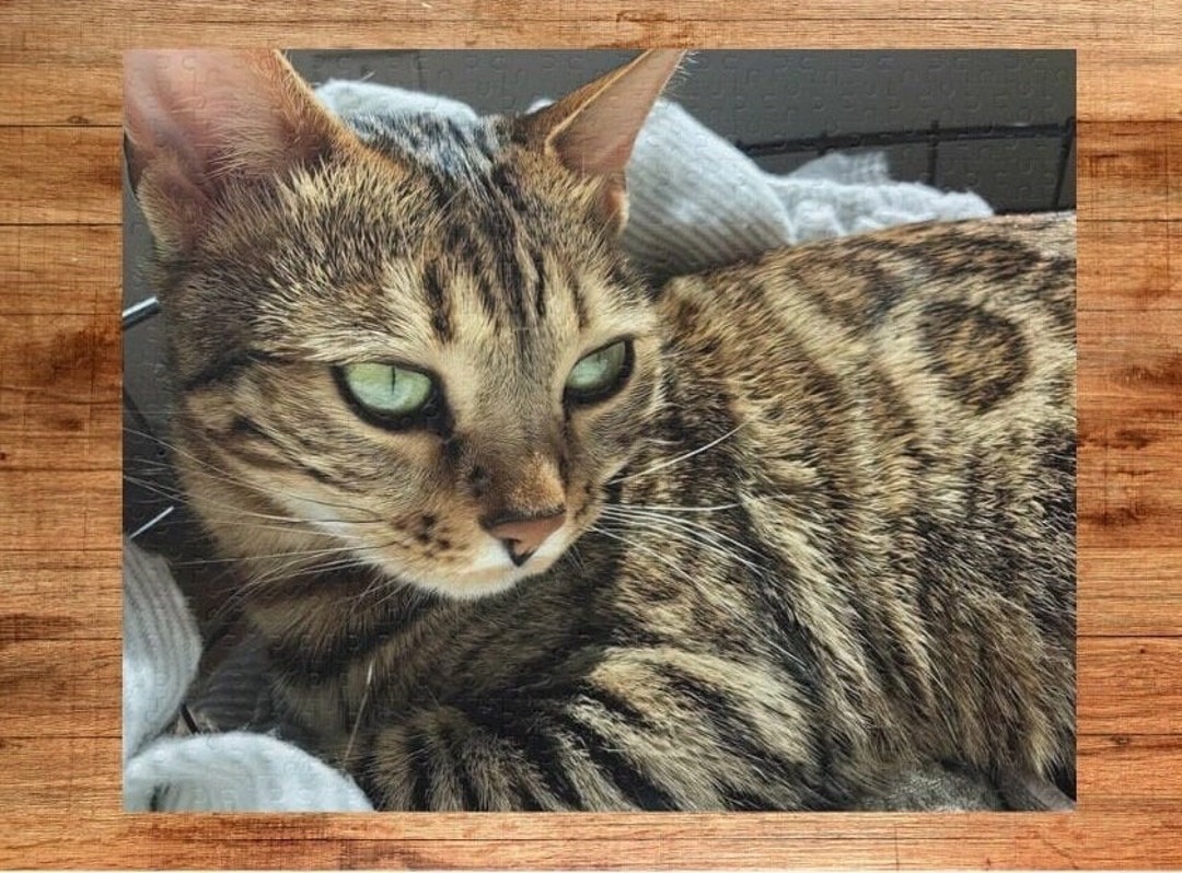 Puzzle of Bengal Cat Sunning on Laundry Cat Puzzle, Jigsaw Puzzle