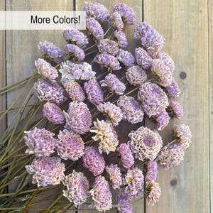 Dried Flowers, Blush, Soft Pink, Dried Dahlias, Everlasting Flowers, Wedding Flowers, Cream, Lavender, Real Dry Floral, Naturally Air Dried