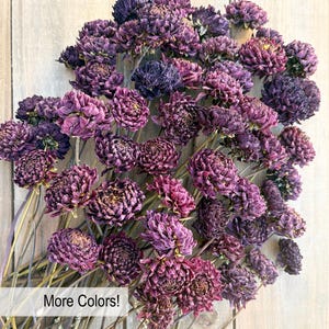 Dried Flowers, Dried Dahlias, Everlasting Flower, Wedding Bouquet, Dark Red, Burgundy, Deep Purple, Real Naturally Dry Floral, Sustainable